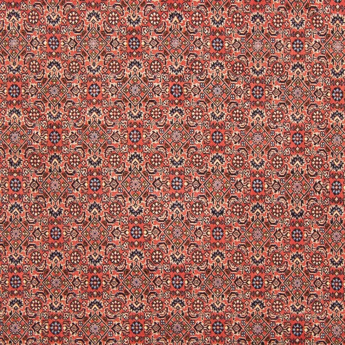 Tappeto Persero - Bidjar - 298 x 196 cm - rosso
