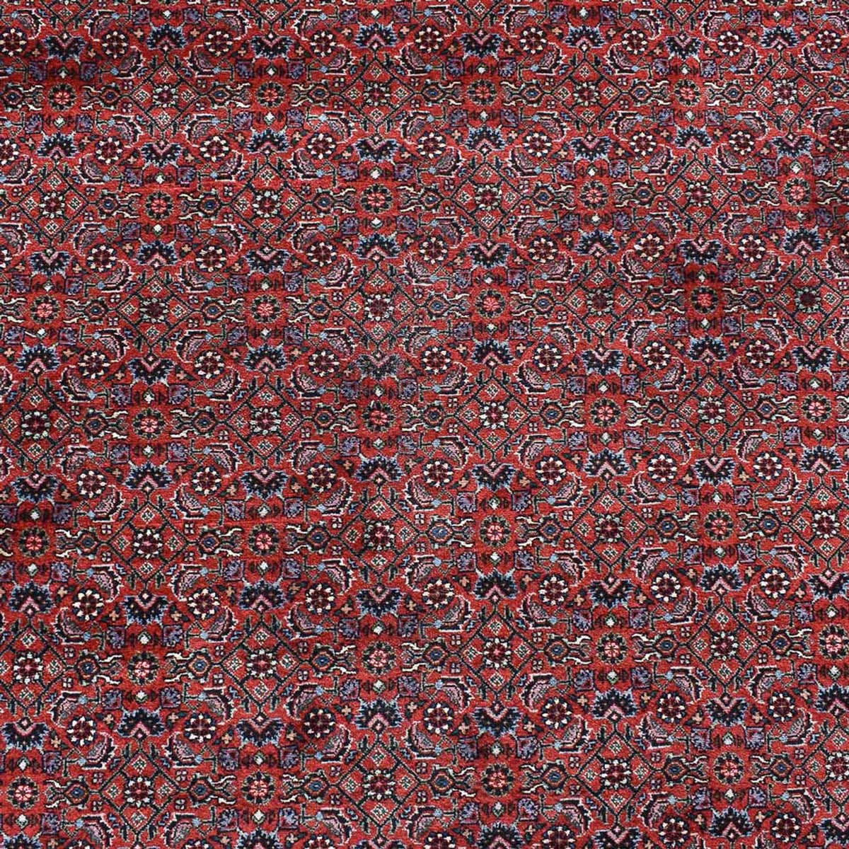 Tappeto Persero - Bidjar - 490 x 350 cm - rosso bordeaux