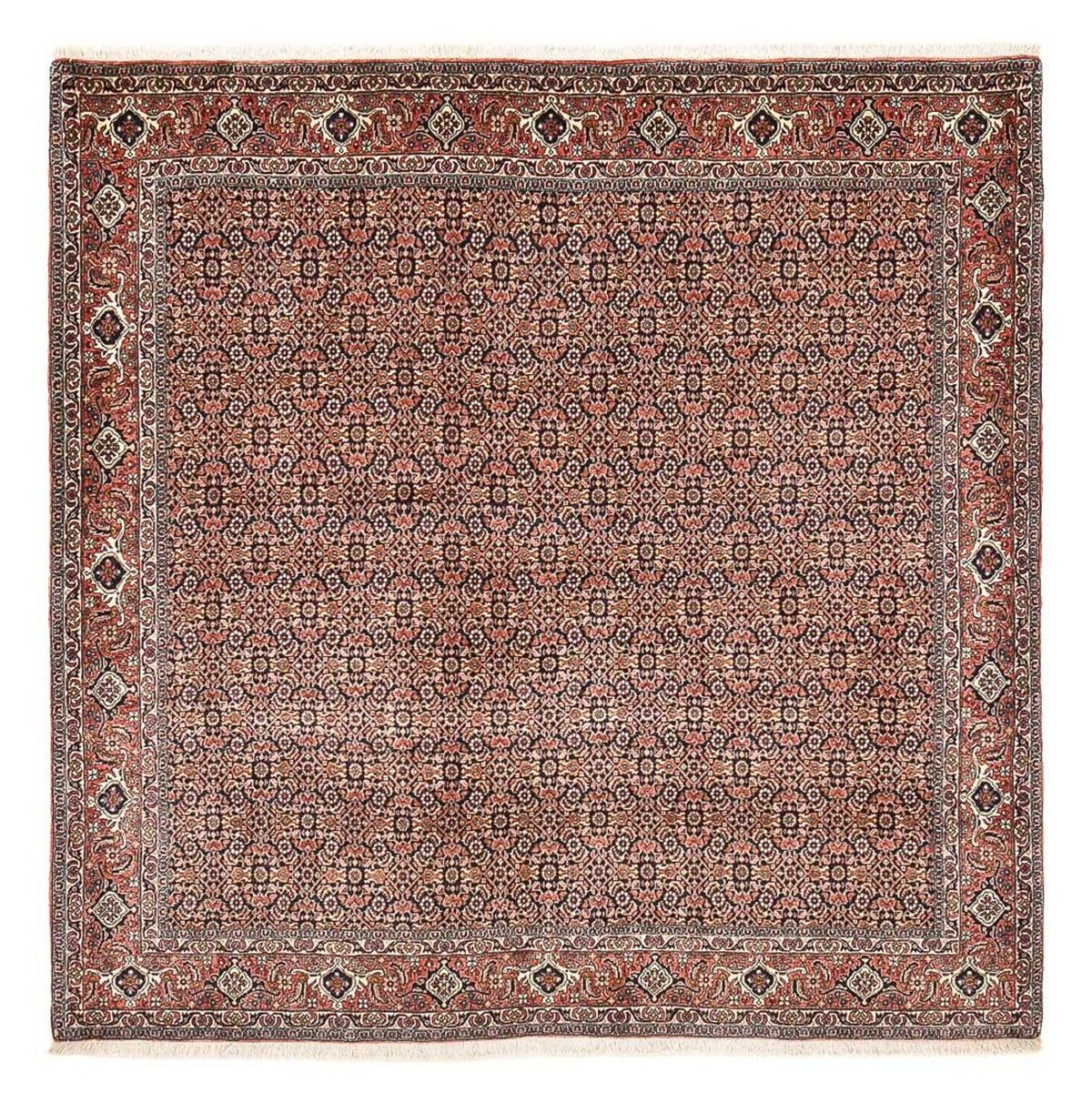 Tappeto Persero - Bidjar quadrato - 204 x 203 cm - ruggine