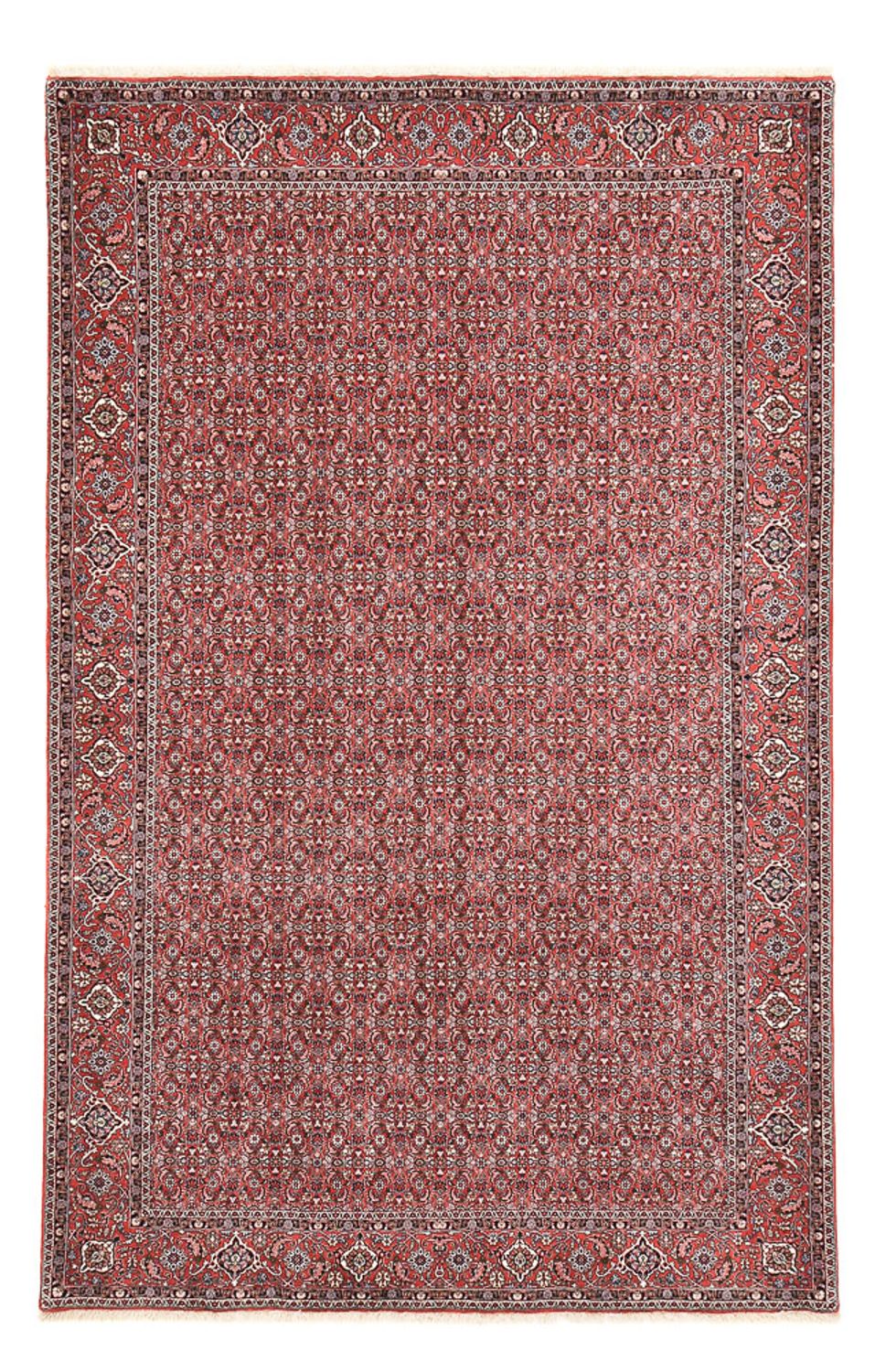 Tappeto Persero - Bidjar - 347 x 221 cm - ruggine