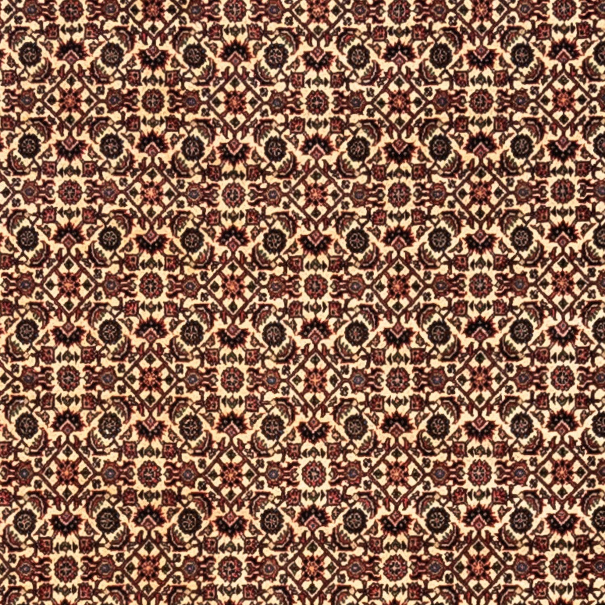 Tappeto Persero - Bidjar - 302 x 208 cm - beige