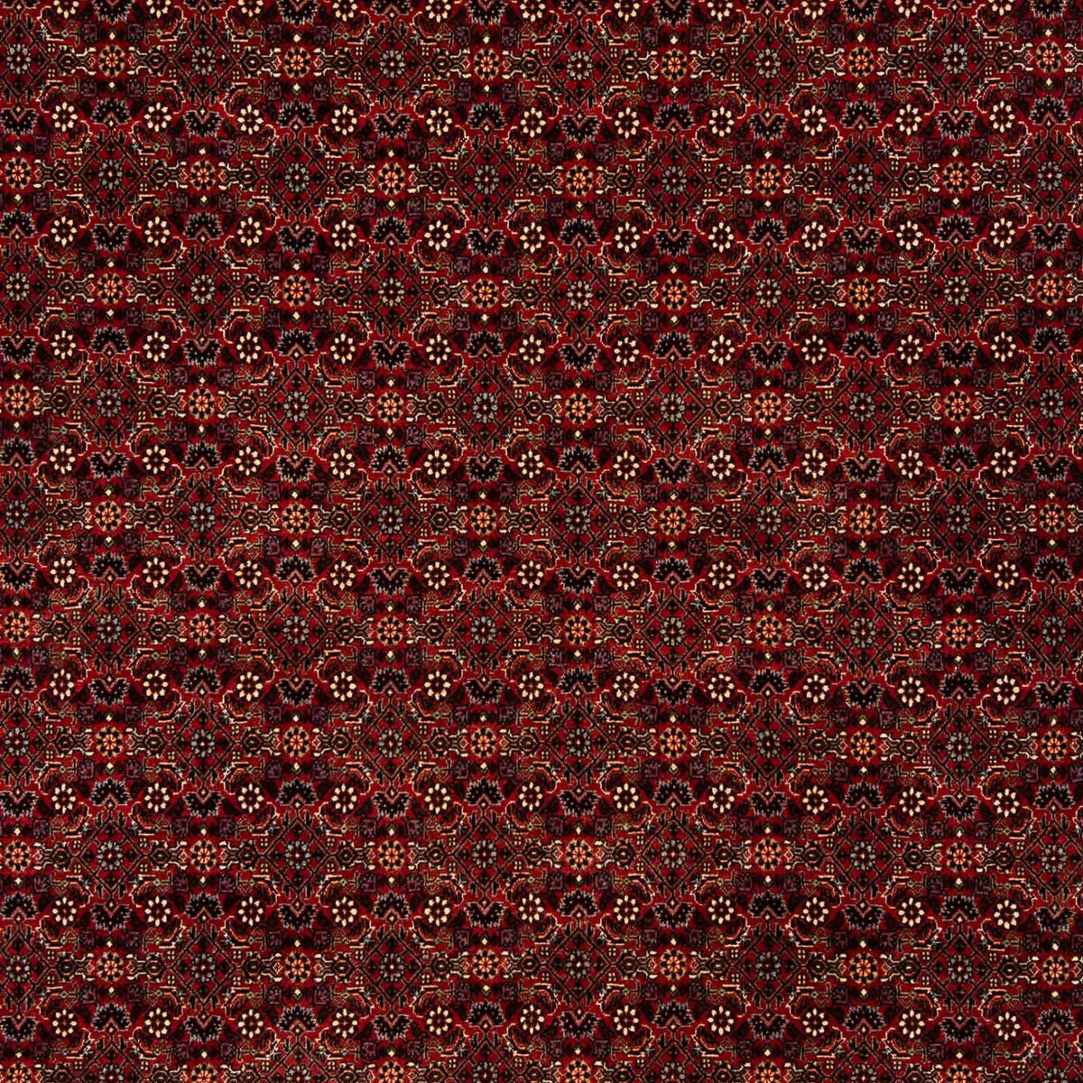 Tappeto Persero - Bidjar - 256 x 202 cm - rosso scuro