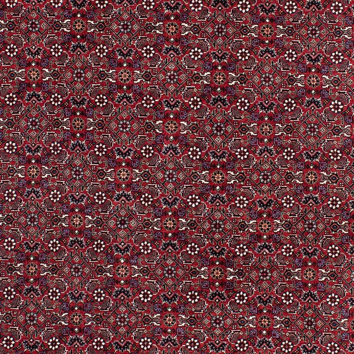 Tappeto Persero - Bidjar - 221 x 143 cm - rosso