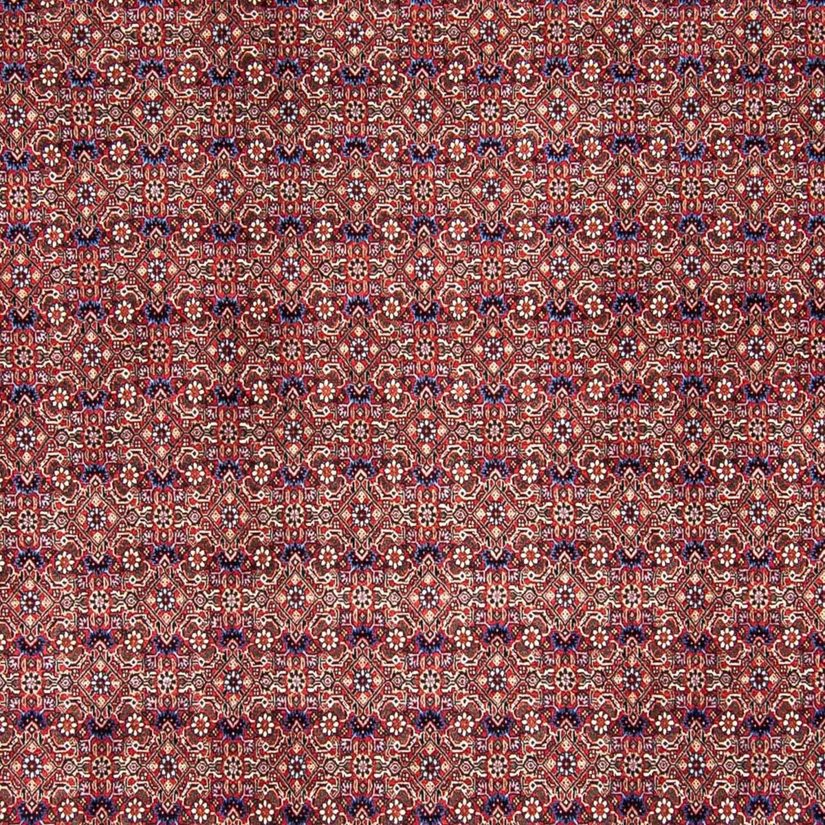 Tappeto Persero - Bidjar - 292 x 250 cm - rosso chiaro