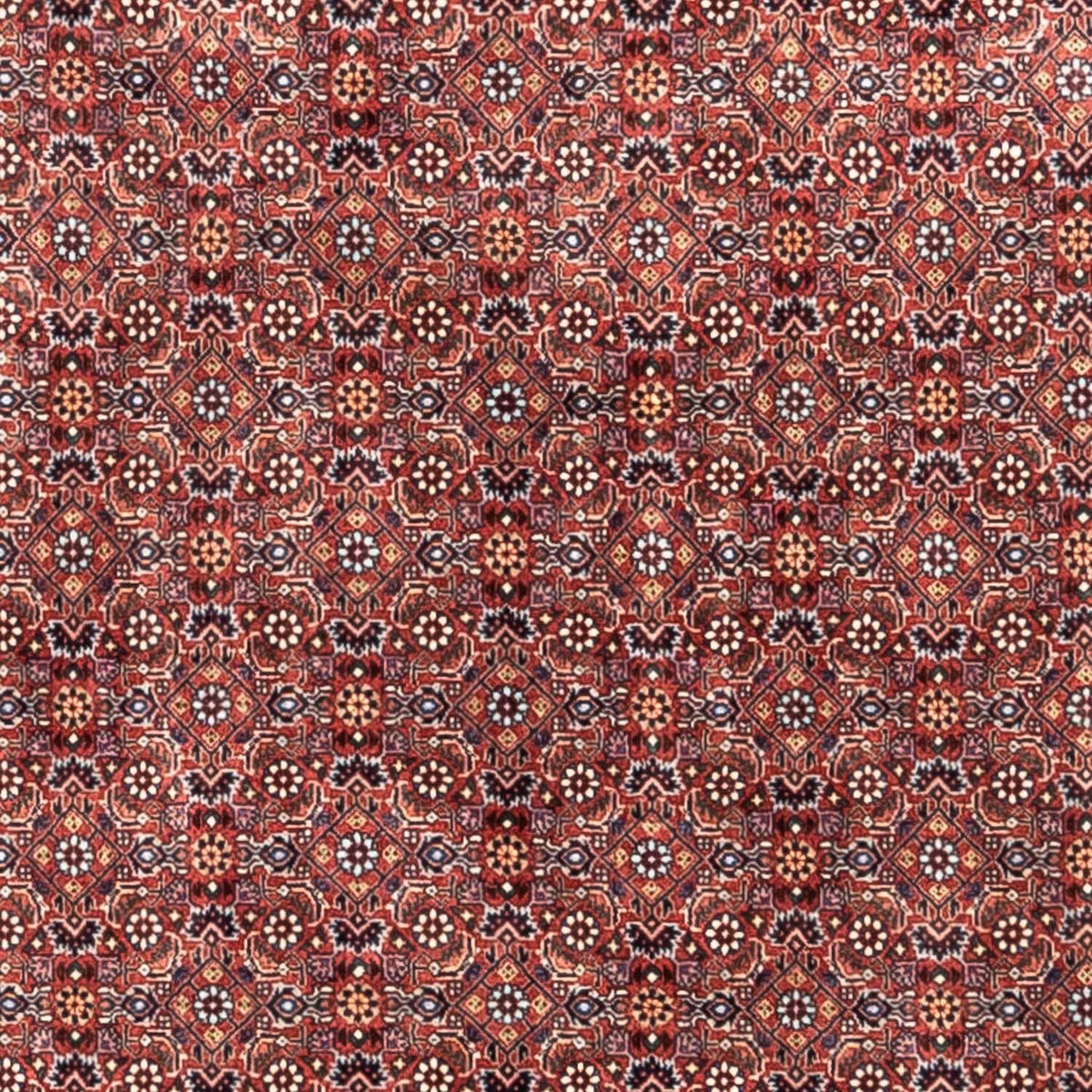 Tappeto Persero - Bidjar - 306 x 204 cm - rosso