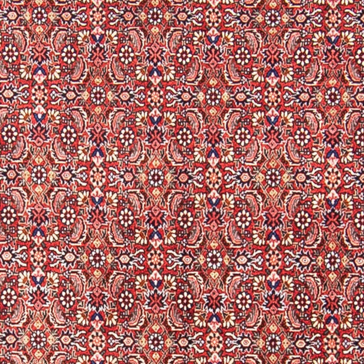 Tappeto Persero - Bidjar - 307 x 248 cm - rosso chiaro