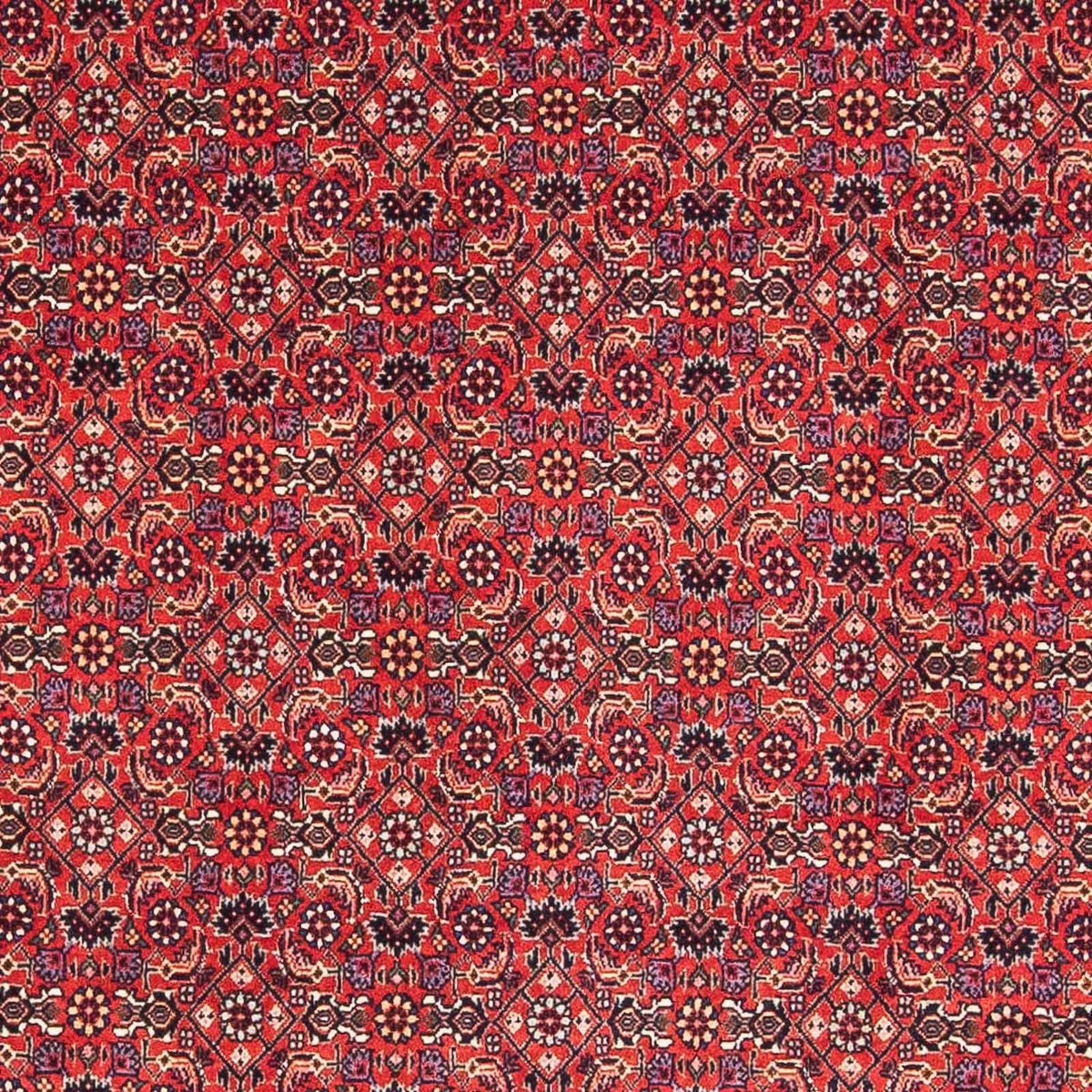 Tappeto Persero - Bidjar quadrato  - 126 x 124 cm - rosso