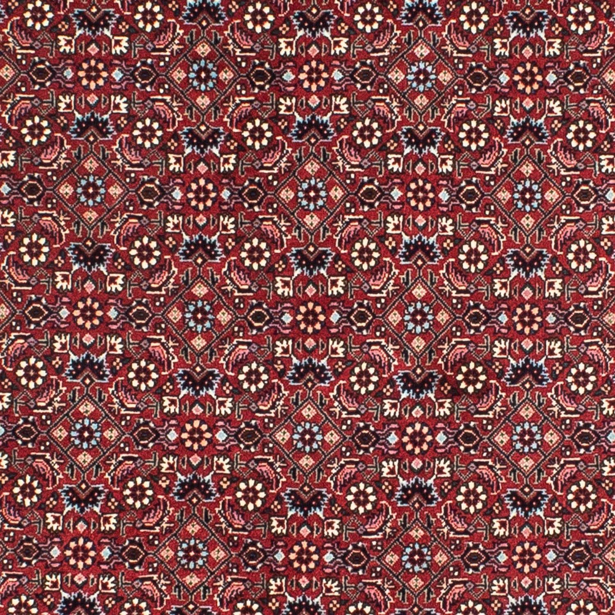 Tappeto Persero - Bidjar rotondo  - 155 x 155 cm - rosso scuro