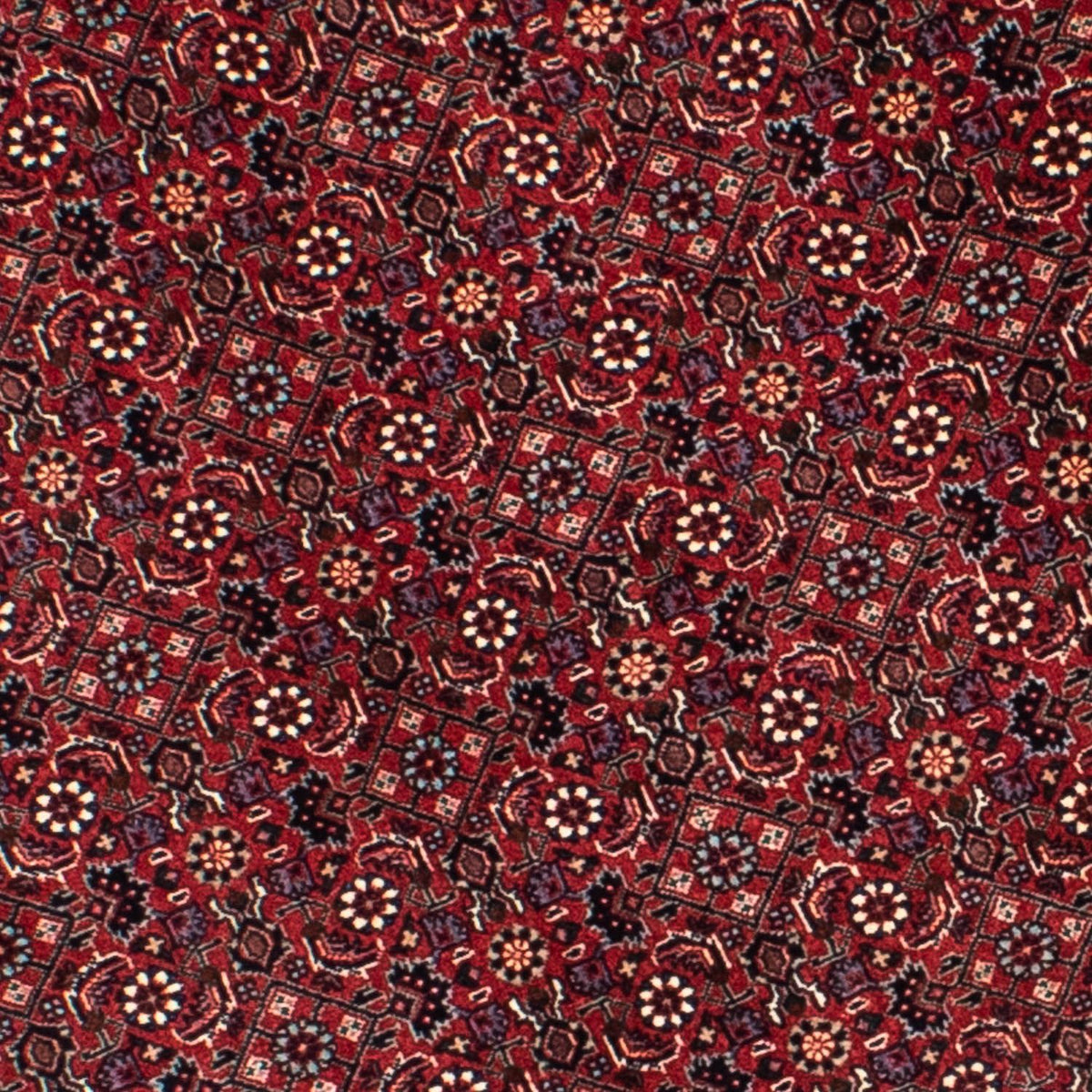 Tappeto Persero - Bidjar rotondo  - 155 x 155 cm - rosso scuro