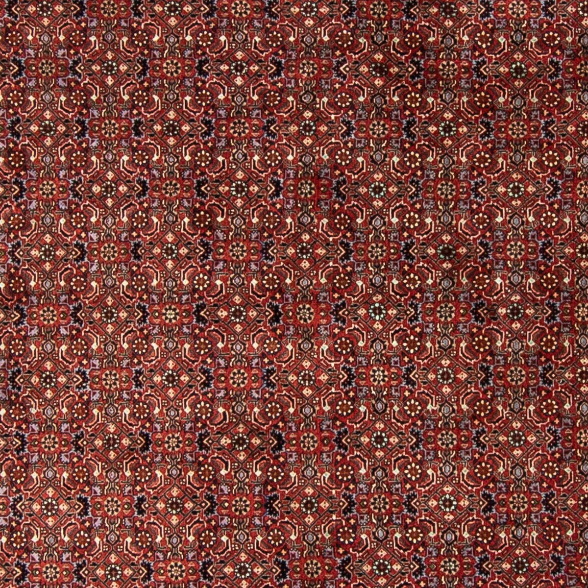 Tappeto Persero - Bidjar rotondo  - 250 x 250 cm - rosso scuro