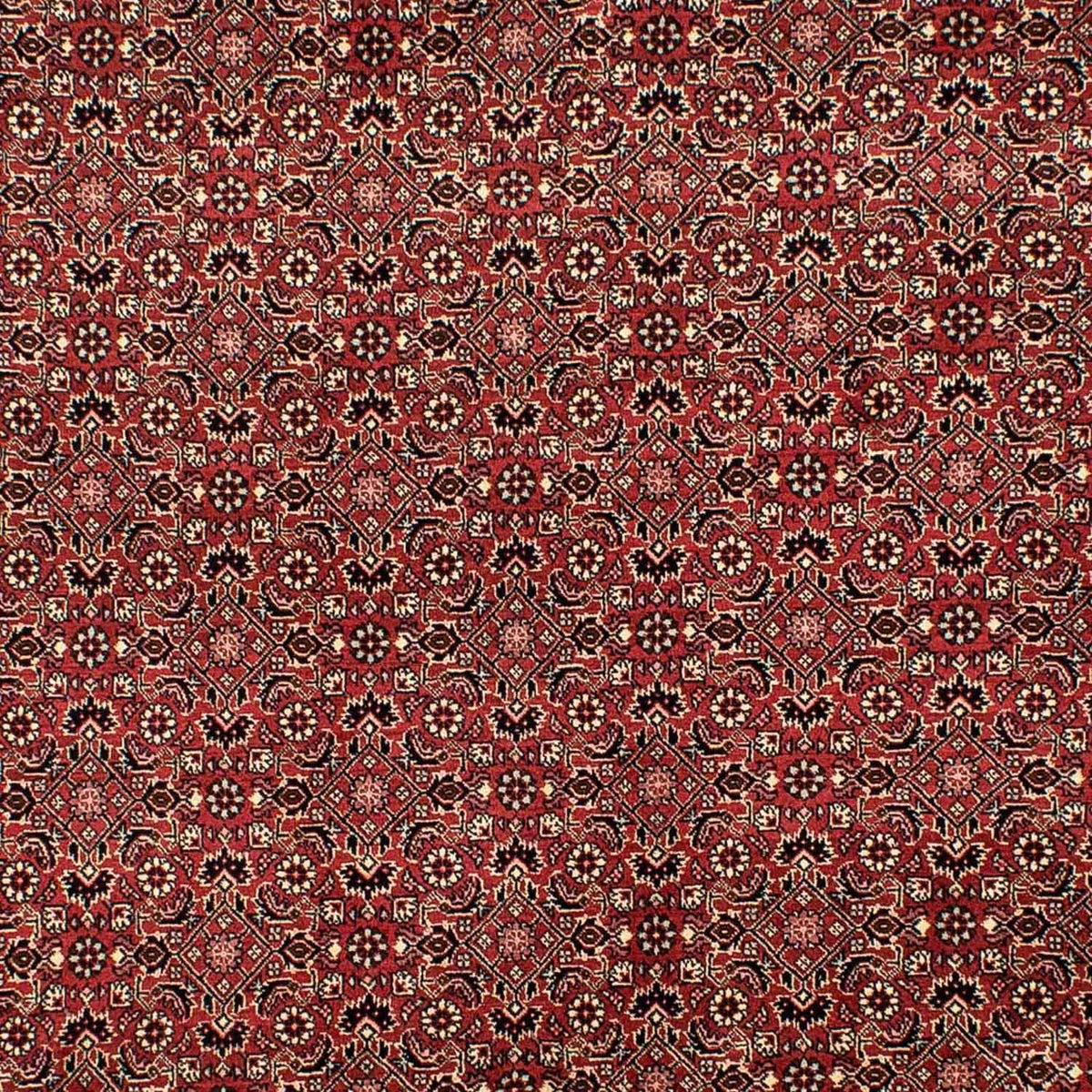 Tappeto Persero - Bidjar - 305 x 198 cm - rosso scuro