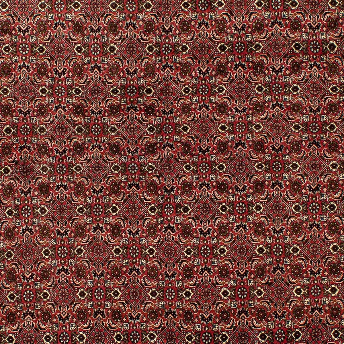 Tappeto Persero - Bidjar - 284 x 202 cm - marrone