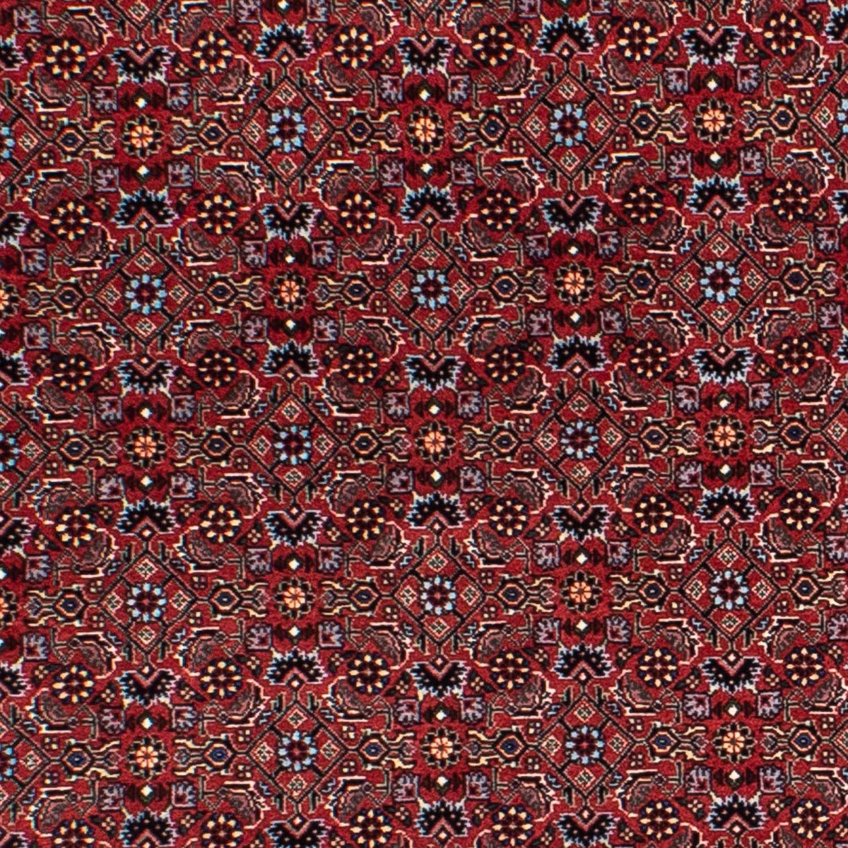 Tappeto Persero - Bidjar rotondo  - 160 x 160 cm - rosso scuro