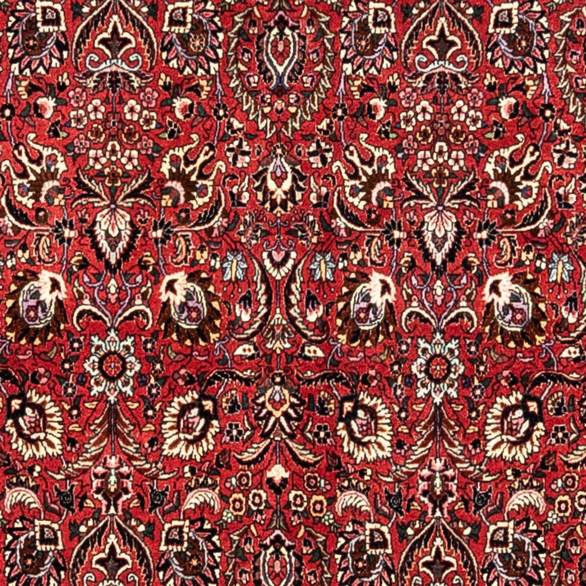 Tappeto Persero - Bidjar - 349 x 252 cm - rosso