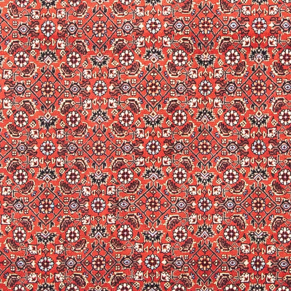 Tappeto Persero - Bidjar quadrato - 97 x 95 cm - rosso
