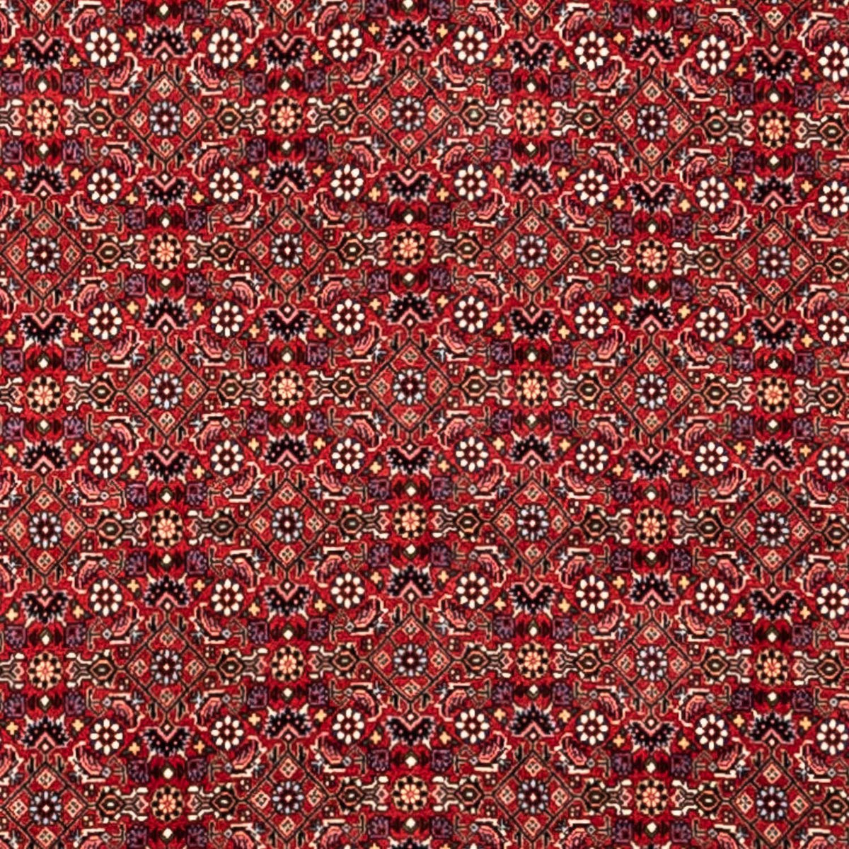 Tappeto Persero - Bidjar - 340 x 252 cm - rosso