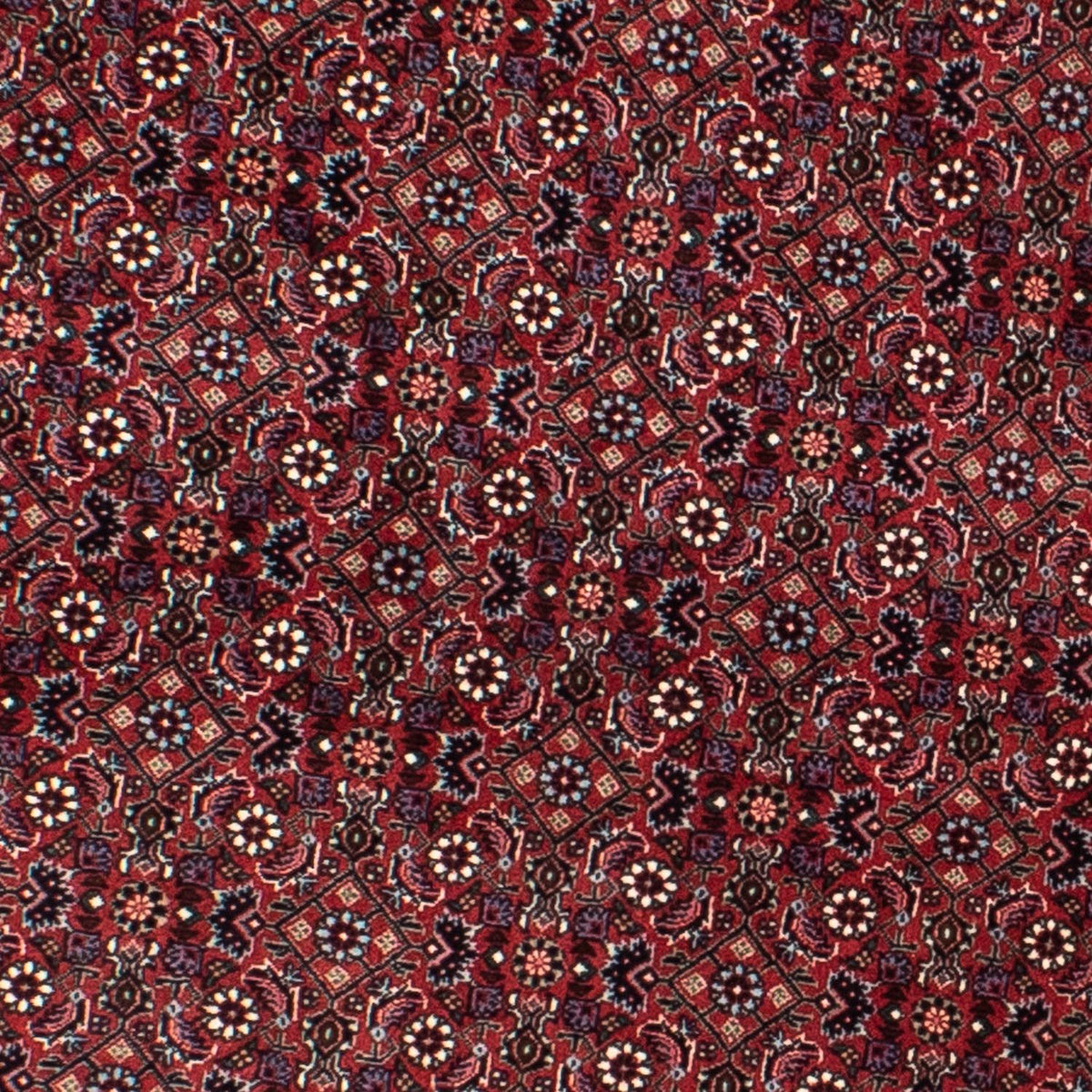 Tappeto Persero - Bidjar rotondo  - 160 x 160 cm - rosso scuro
