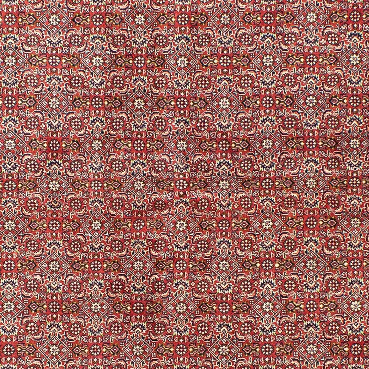Tappeto Persero - Bidjar - 245 x 170 cm - rosso chiaro