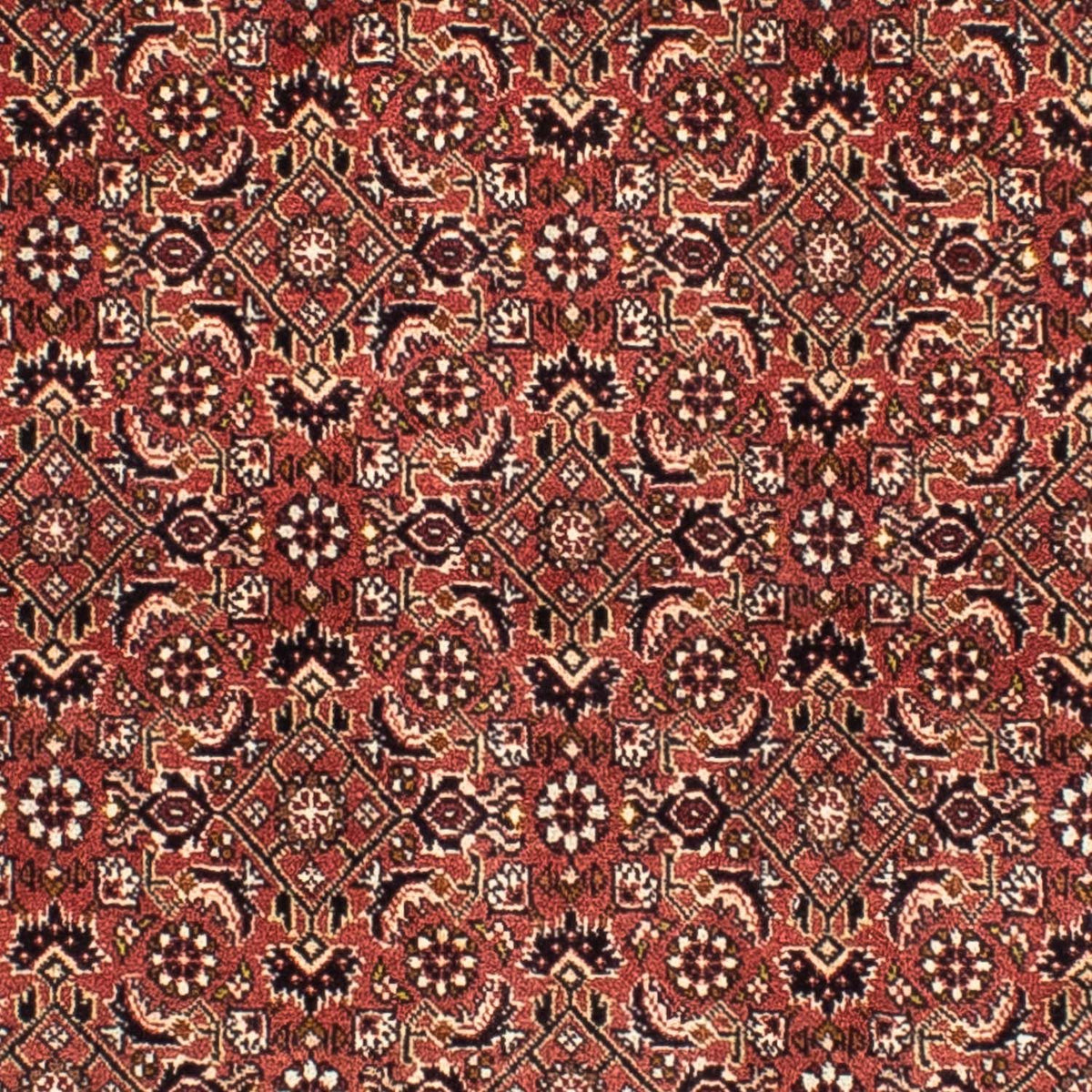 Tappeto Persero - Bidjar quadrato  - 200 x 195 cm - rosso chiaro