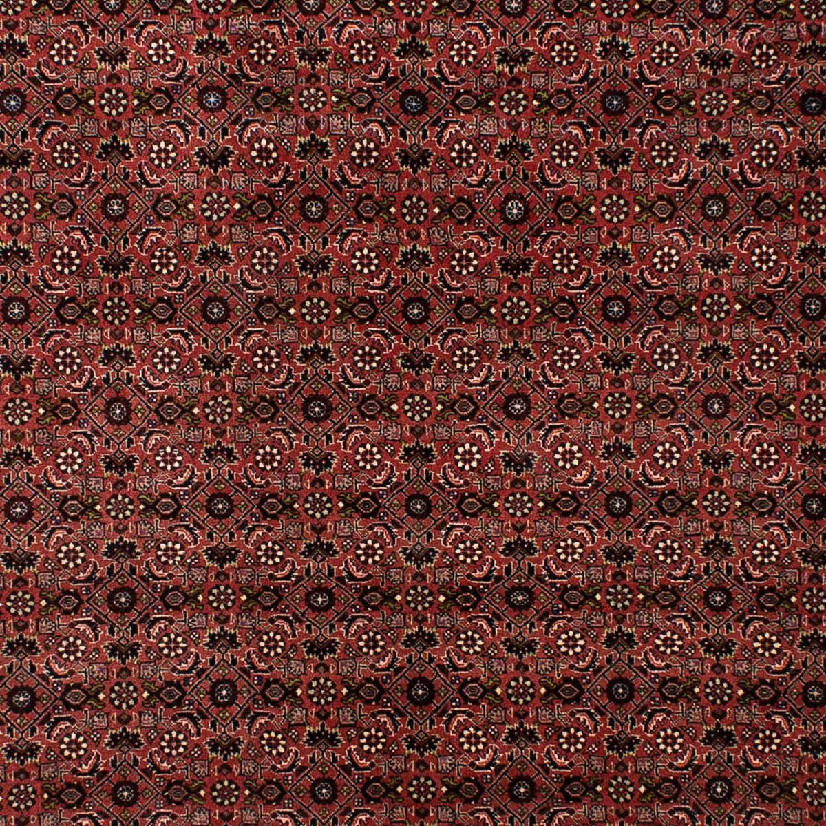 Tappeto Persero - Bidjar - 295 x 196 cm - rosso scuro