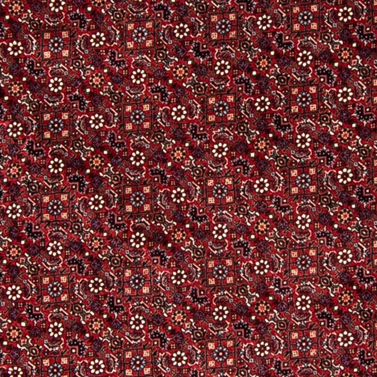 Tappeto Persero - Bidjar rotondo  - 200 x 200 cm - rosso scuro