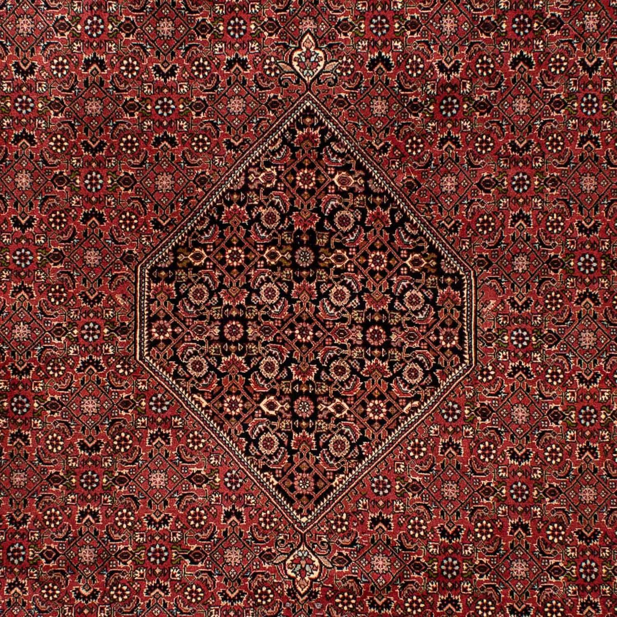 Tappeto Persero - Bidjar - 300 x 202 cm - marrone