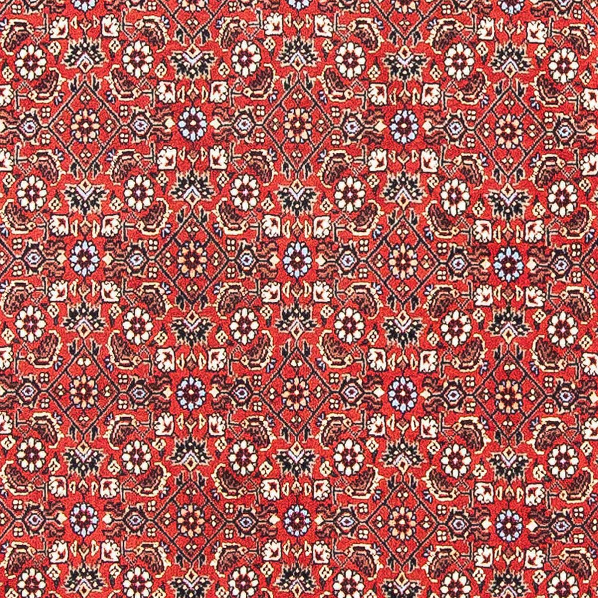 Tappeto Persero - Bidjar quadrato  - 98 x 97 cm - rosso