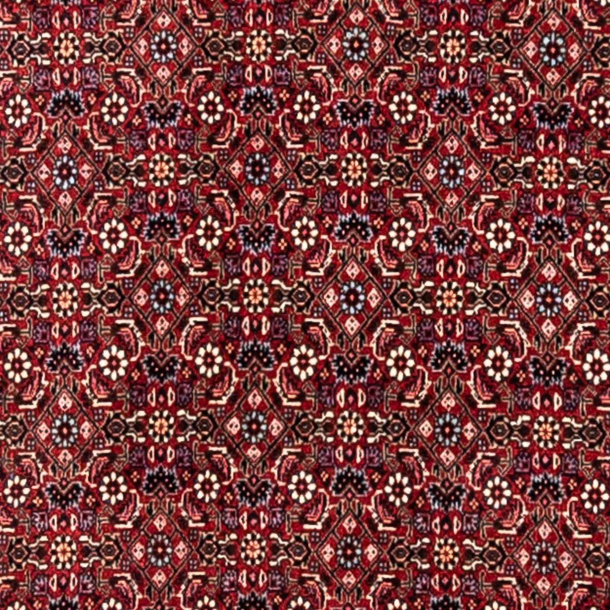 Tappeto Persero - Bidjar - 343 x 251 cm - rosso
