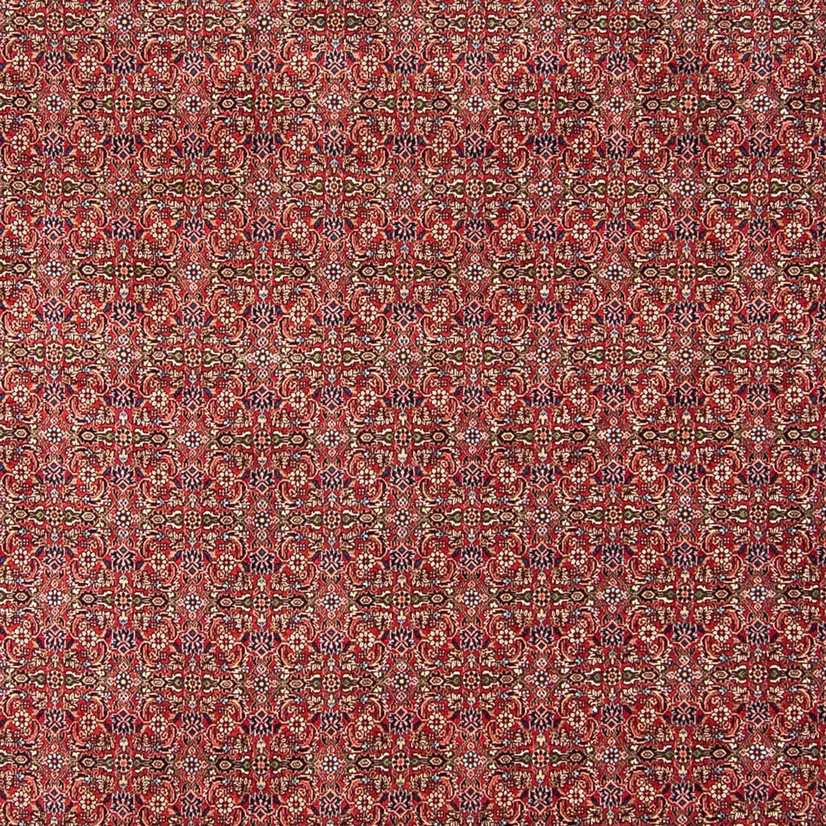 Tappeto Persero - Bidjar - 300 x 252 cm - rosso scuro