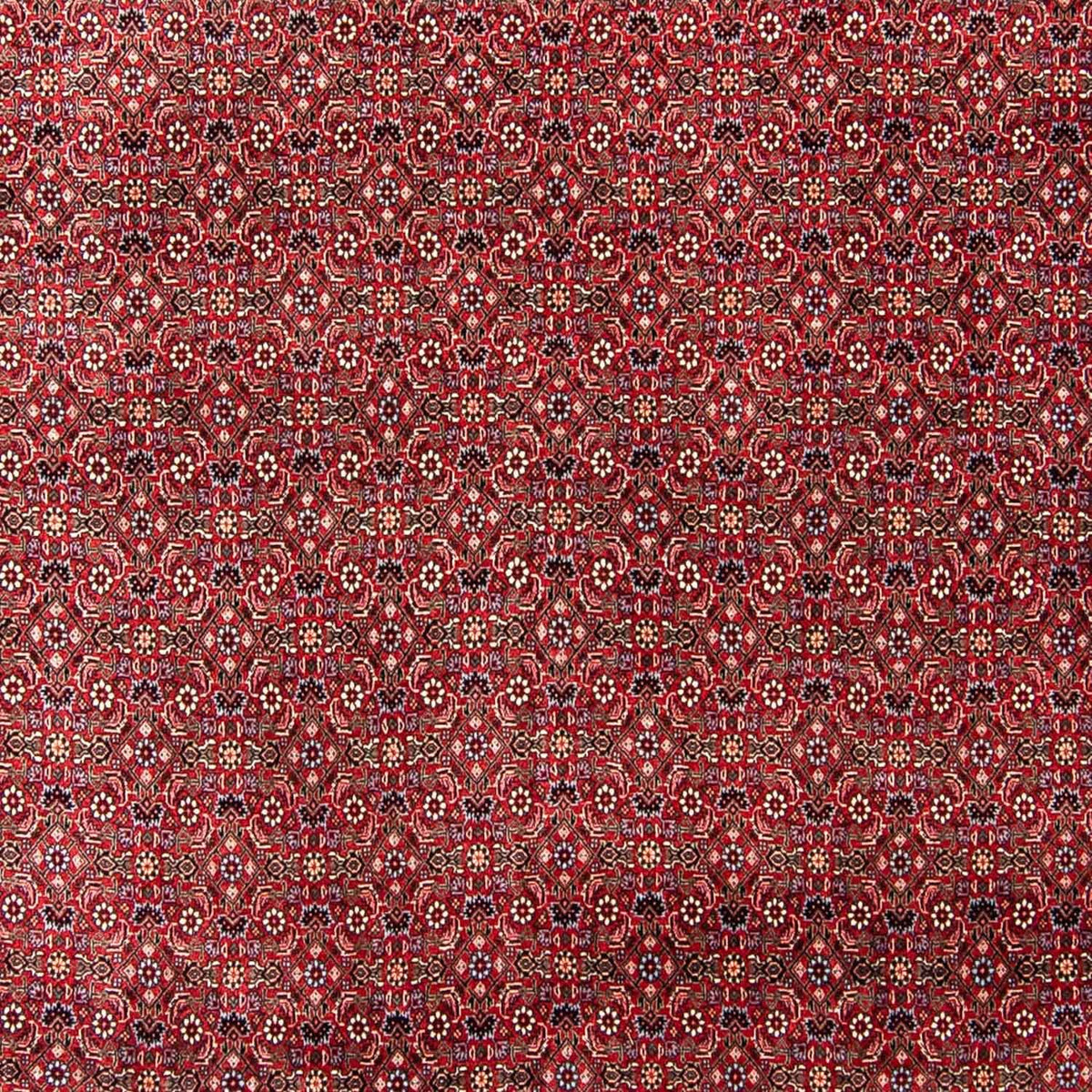 Tappeto Persero - Bidjar - 300 x 253 cm - rosso scuro