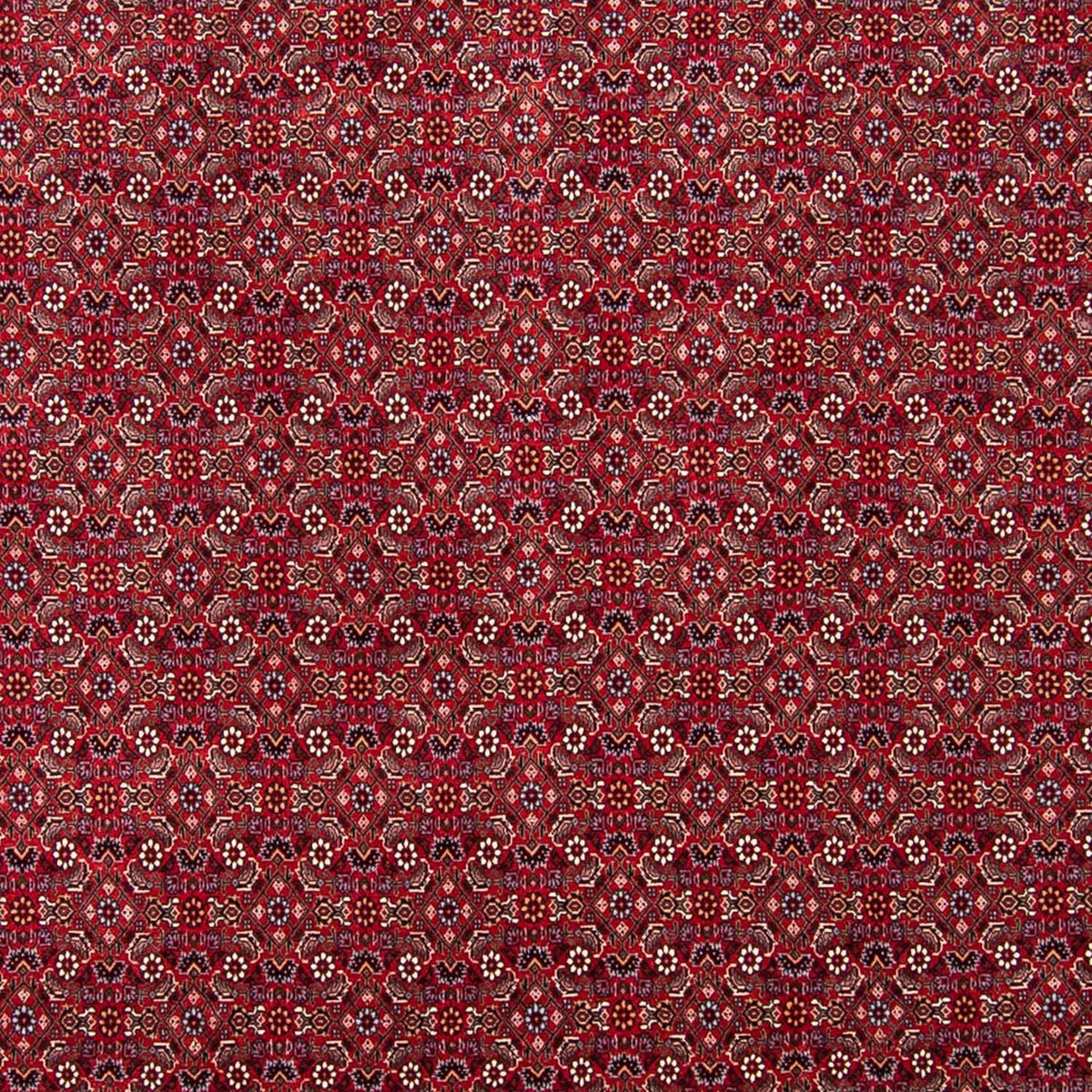 Tappeto Persero - Bidjar - 297 x 247 cm - rosso