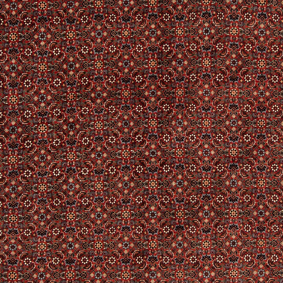 Tappeto Persero - Bidjar quadrato - 203 x 197 cm - rosso scuro