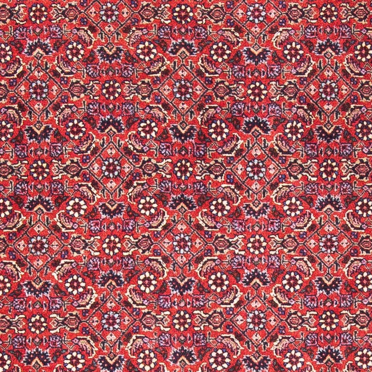 Tappeto Persero - Bidjar - 170 x 88 cm - rosso