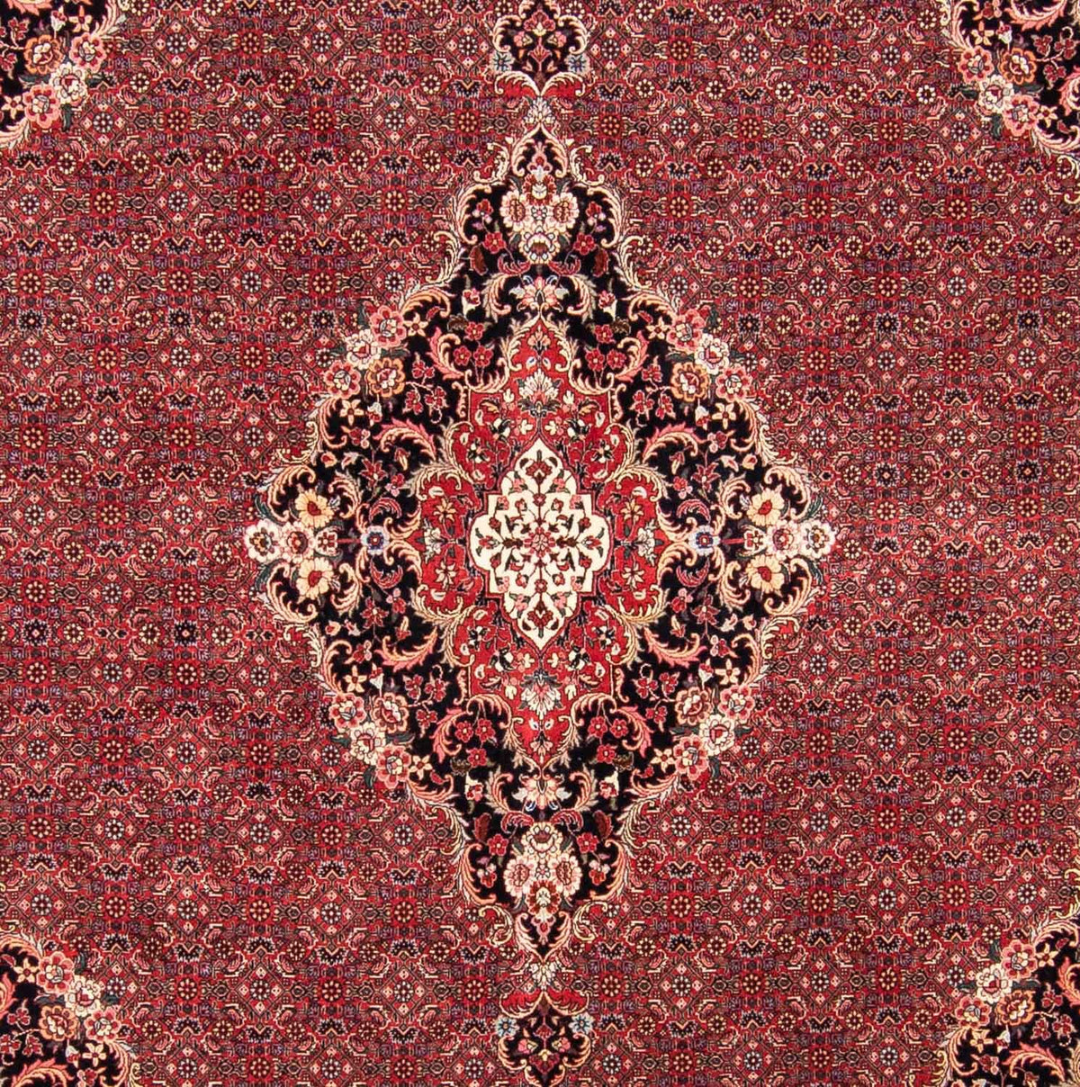 Tappeto Persero - Bidjar quadrato  - 253 x 253 cm - rosso scuro
