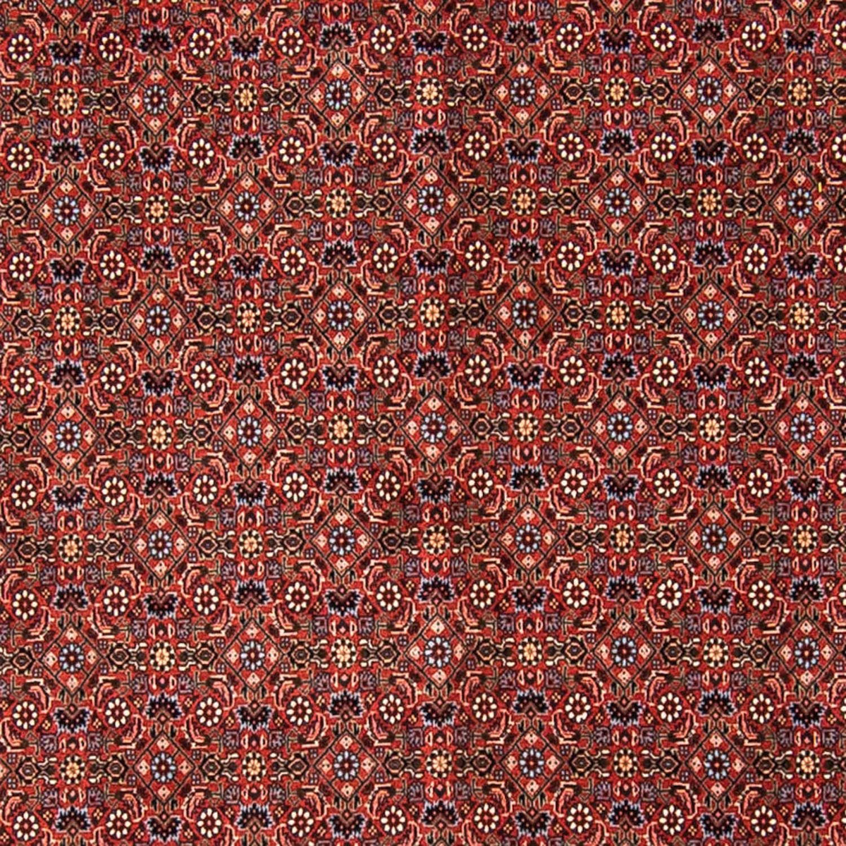 Tappeto Persero - Bidjar - 308 x 254 cm - rosso scuro
