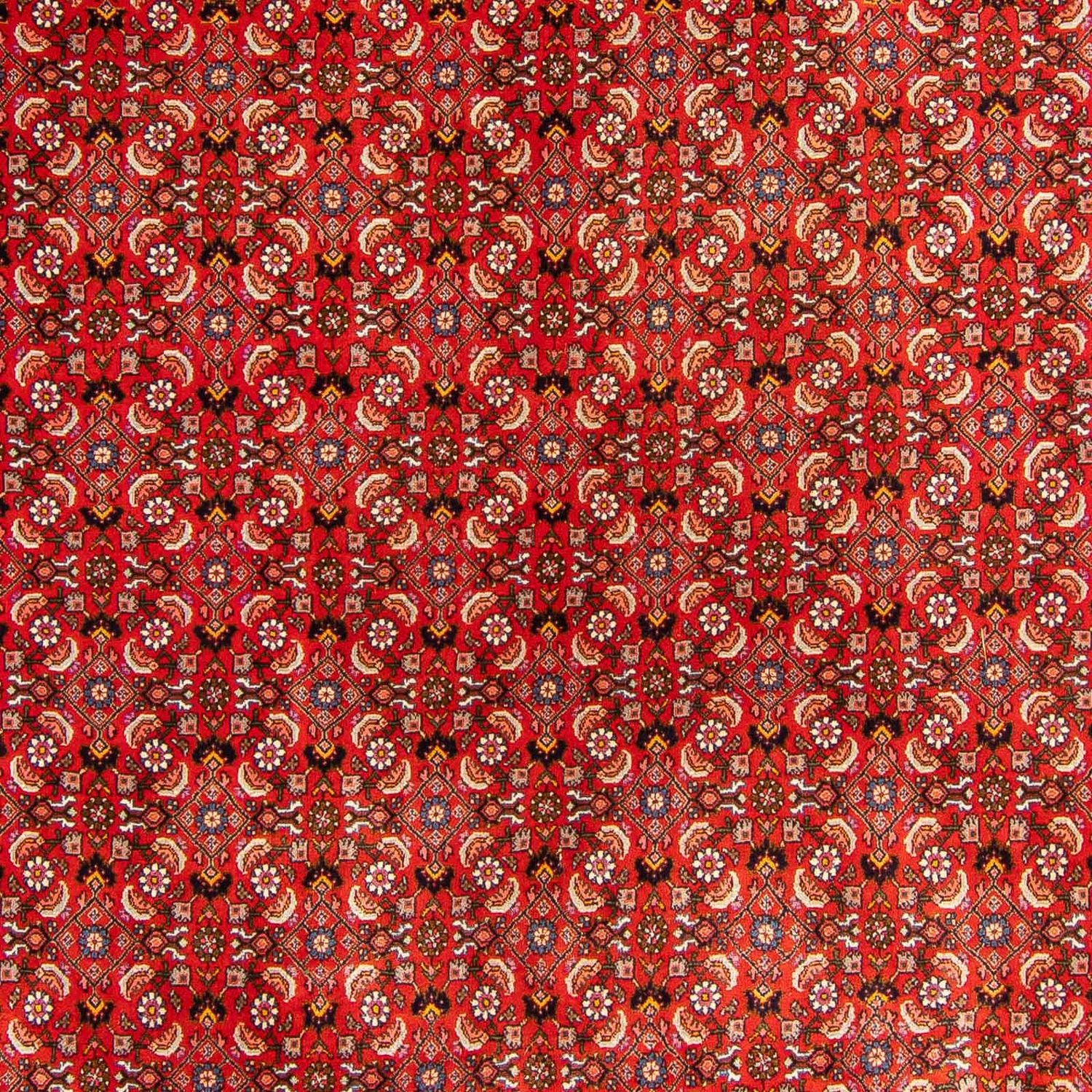 Tappeto Persero - Bidjar - 300 x 204 cm - rosso