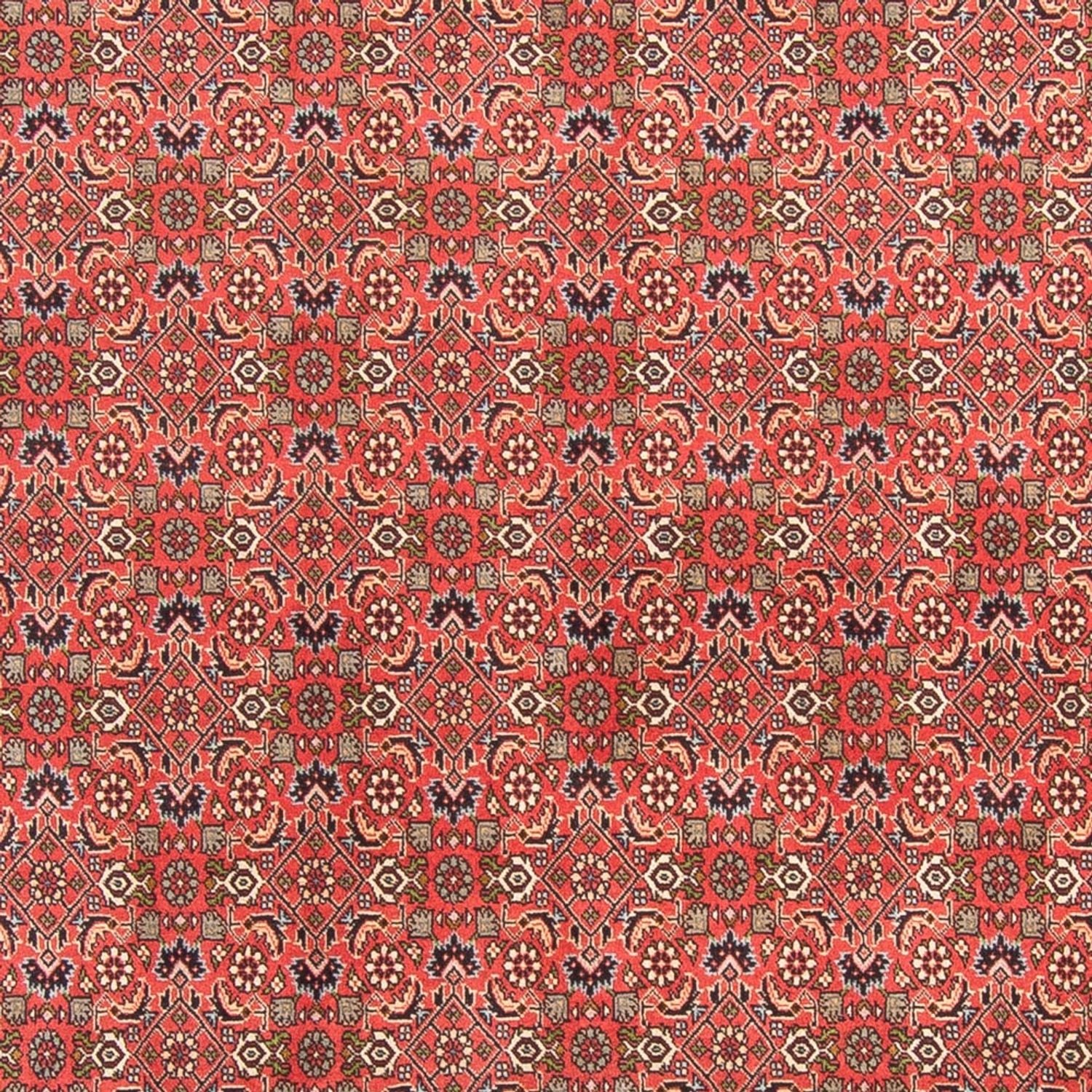 Tappeto Persero - Bidjar - 300 x 198 cm - rosso