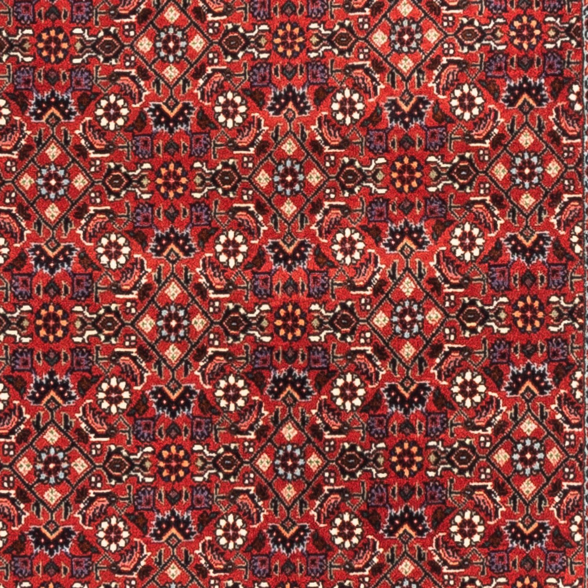 Tappeto corsia Tappeto Persero - Bidjar - 192 x 75 cm - rosso