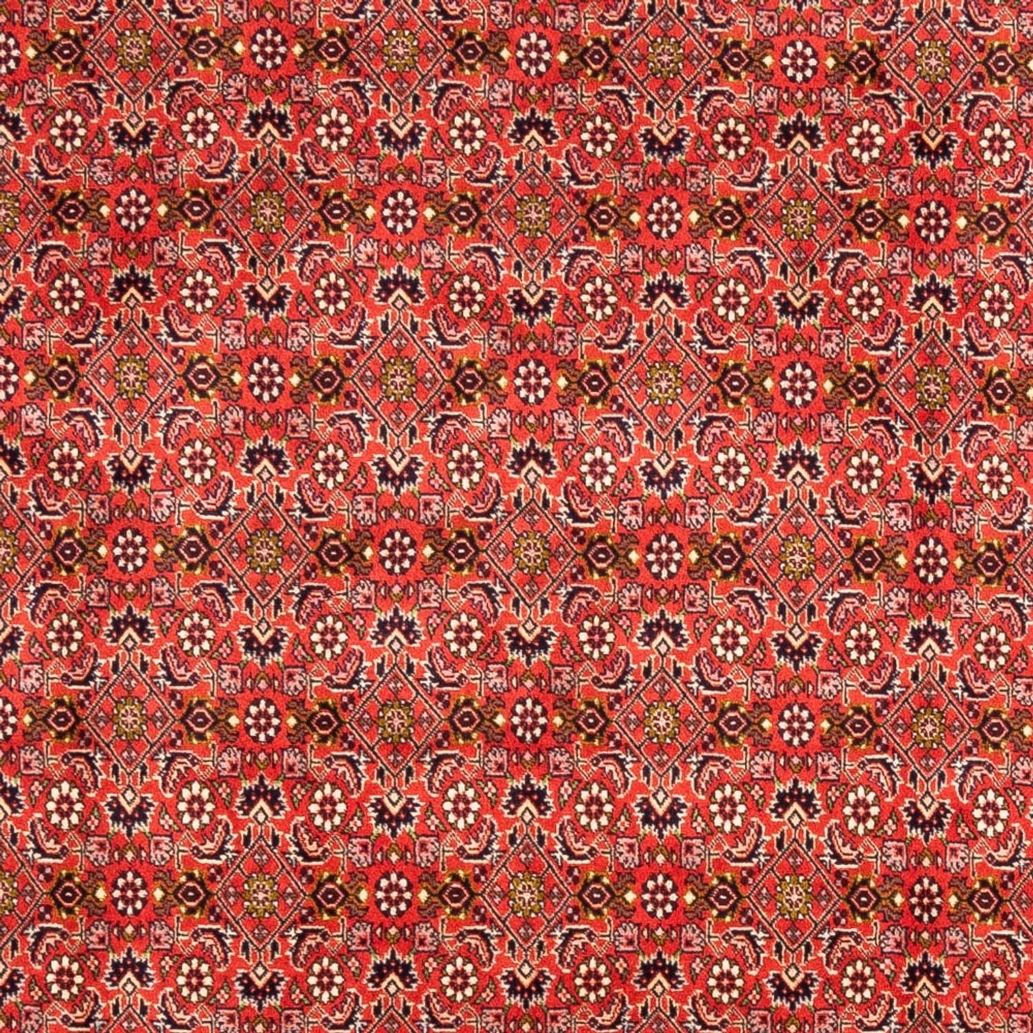 Tappeto Persero - Bidjar - 242 x 168 cm - rosso