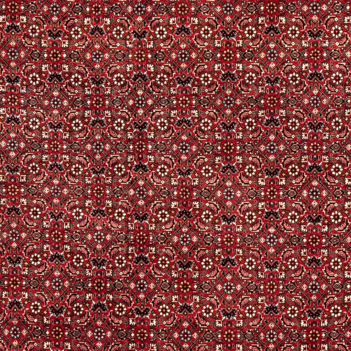 Tappeto Persero - Bidjar - 238 x 178 cm - rosso