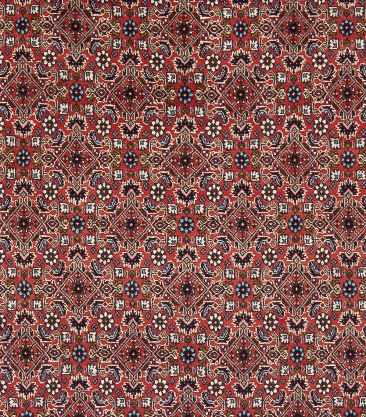 Tappeto Persero - Bidjar - 296 x 248 cm - rosso scuro