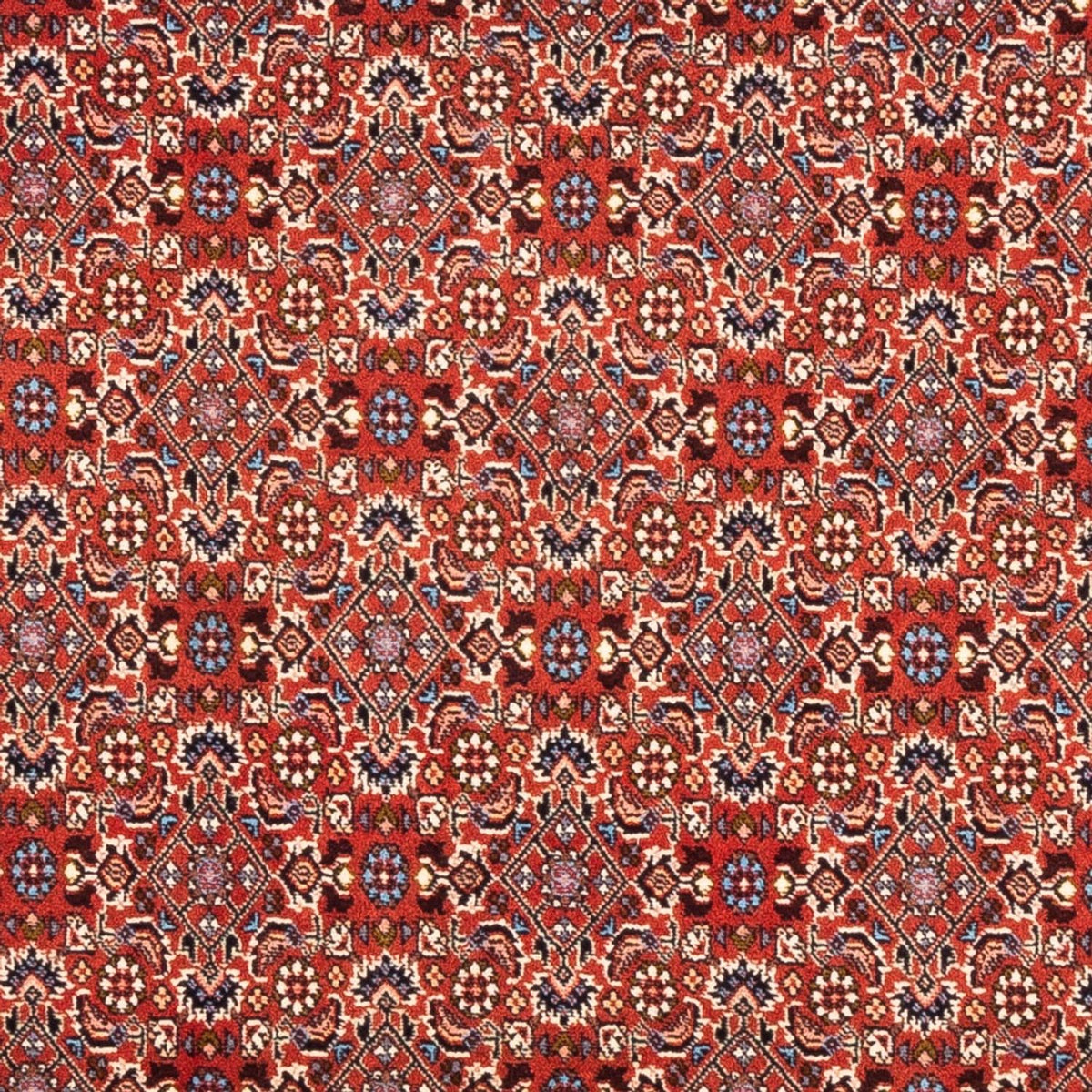 Tappeto Persero - Bidjar - 180 x 110 cm - rosso