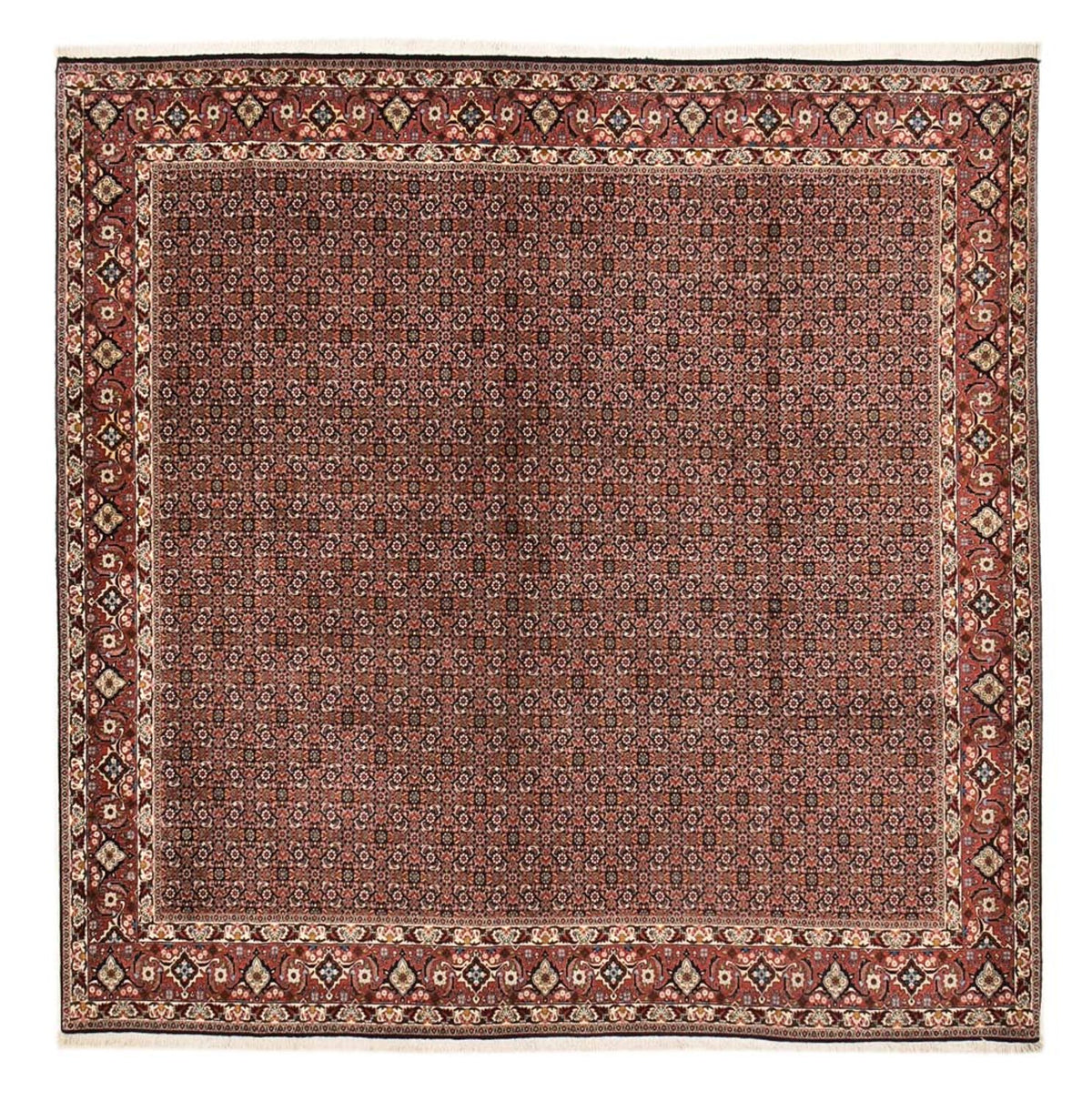 Tappeto Persero - Bidjar quadrato  - 303 x 293 cm - ruggine