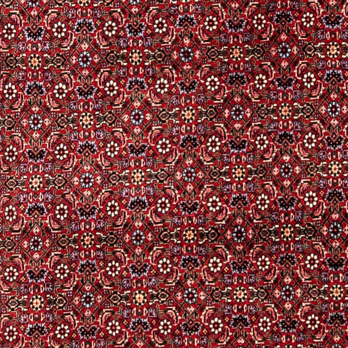 Tappeto Persero - Bidjar - 331 x 254 cm - rosso