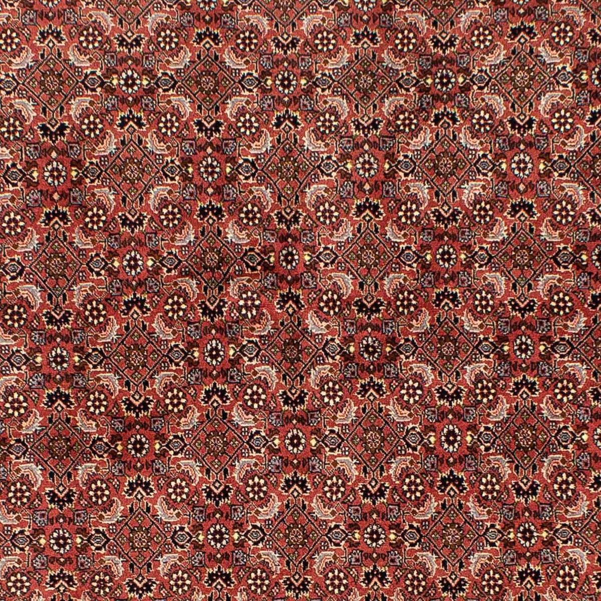 Tappeto Persero - Bidjar - 244 x 172 cm - rosso scuro