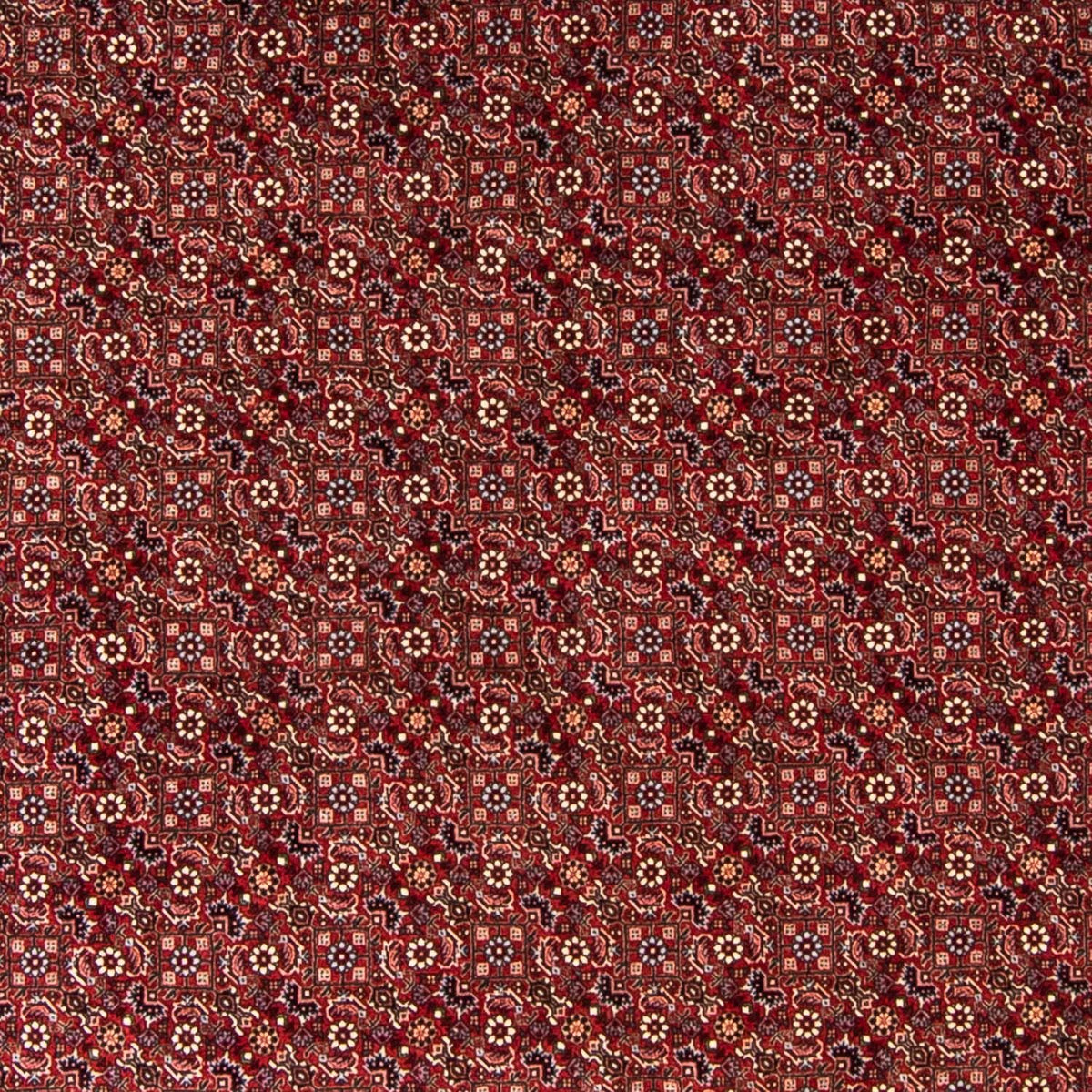 Tappeto Persero - Bidjar rotondo  - 250 x 250 cm - rosso scuro