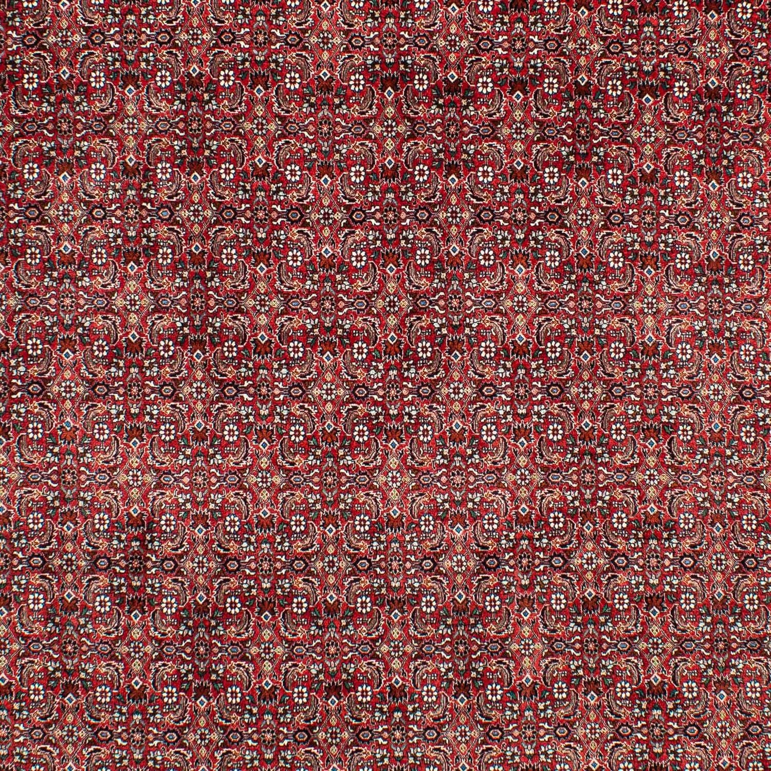 Tappeto Persero - Bidjar - 309 x 209 cm - rosso scuro
