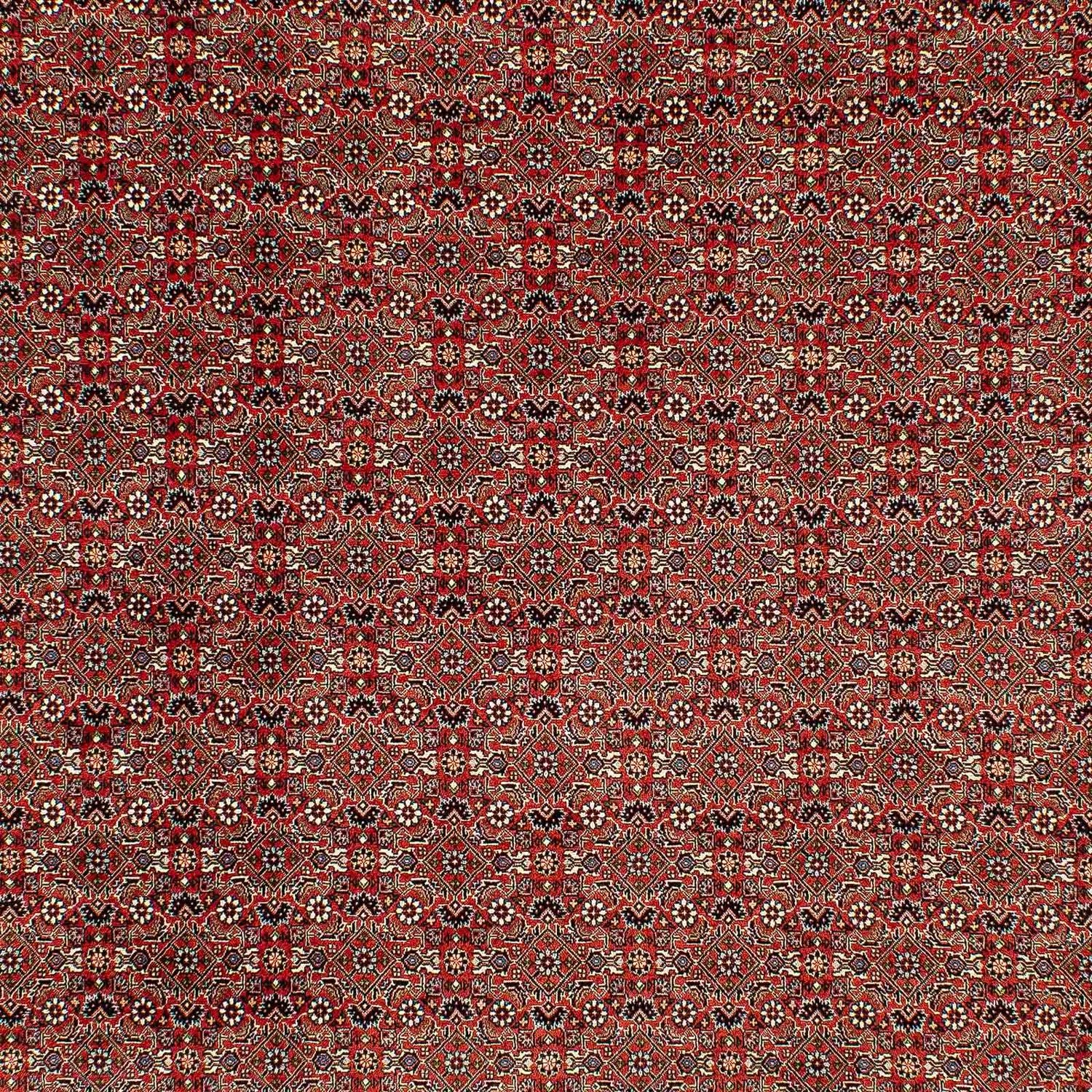 Tappeto Persero - Bidjar - 300 x 206 cm - rosso chiaro