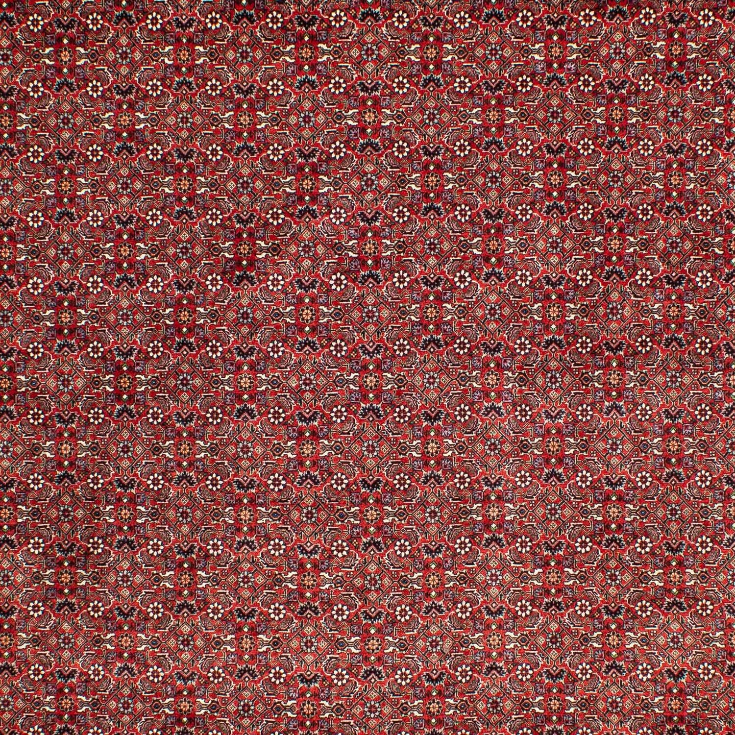 Tappeto Persero - Bidjar - 302 x 210 cm - rosso scuro
