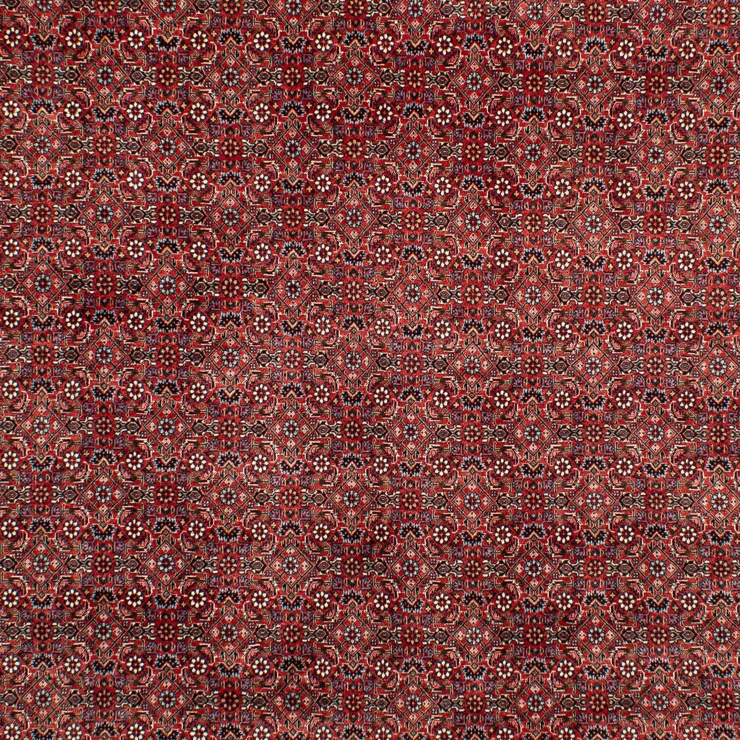 Tappeto Persero - Bidjar - 299 x 202 cm - rosso scuro
